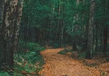 Winding path through a forest