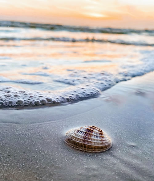 Clam shell on an ocean beach