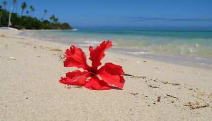A flower lies on an open beach in Fiji