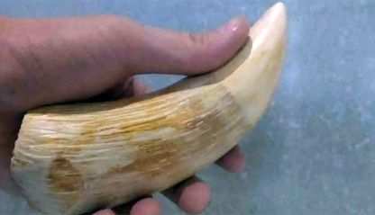 Fijian sperm whale tooth