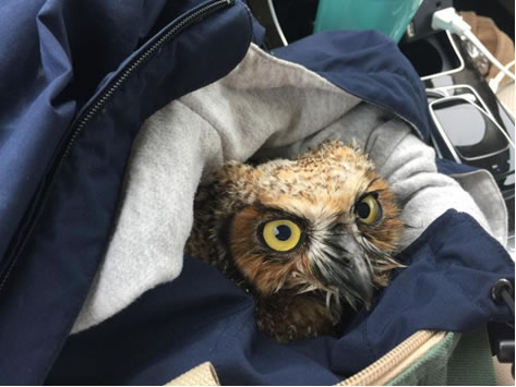 Lucky Owl Who Fell from the Sky