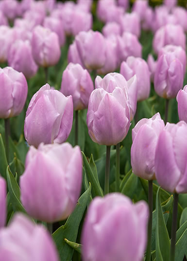 Pink Tulips