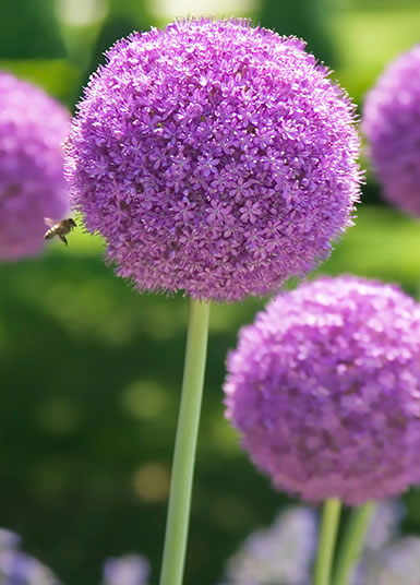 Allium flower