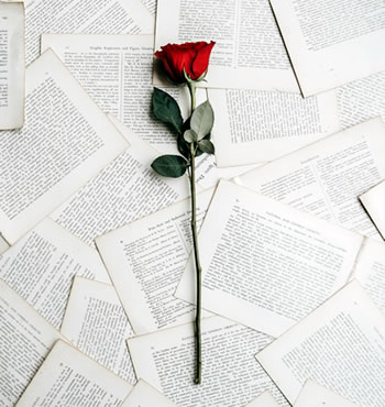 A rose lying on pages of a book