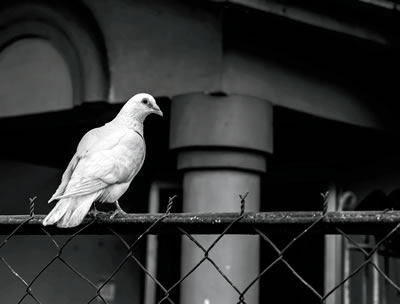 A dove sitting an a metal fence