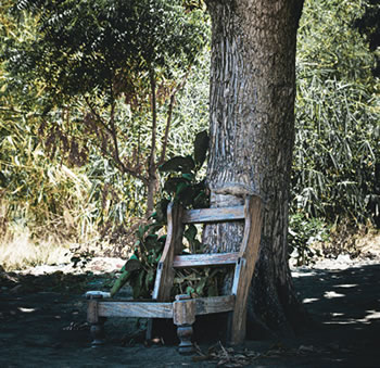 A homemade wooden chair against a lage treetree.