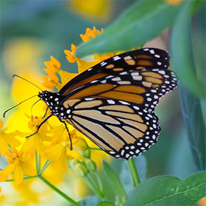 Monarch butterfly on a flower