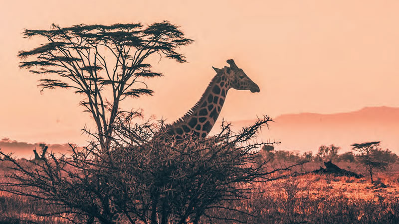 giraffe on the plains