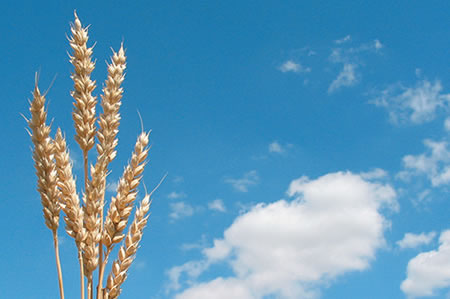 A stalk of wheat against a blue sky