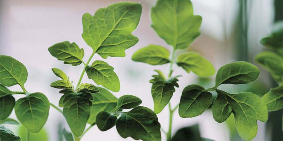 Green vegetable plant