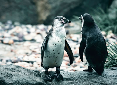 Two penguins on a rocky shore