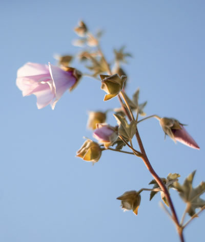 Chilean wildflowers