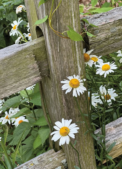 Daisies against a fence post