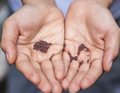 Tiny mustard seeds in a persons hands