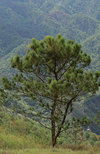 A tree on a mountainous hillside