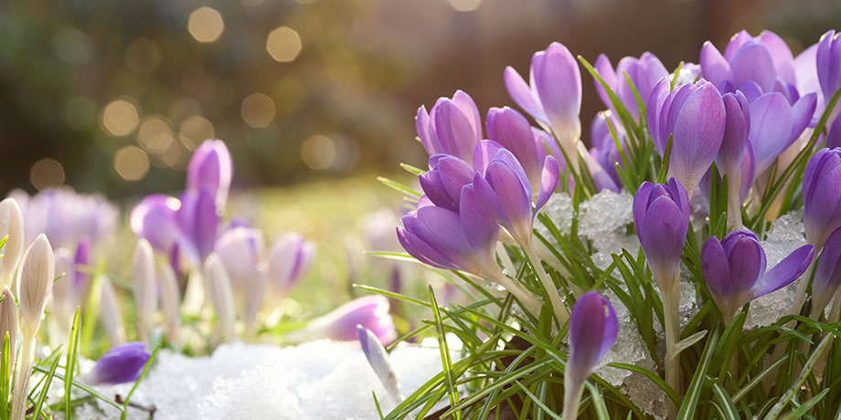 Spring flowers bursting through the remaining snow