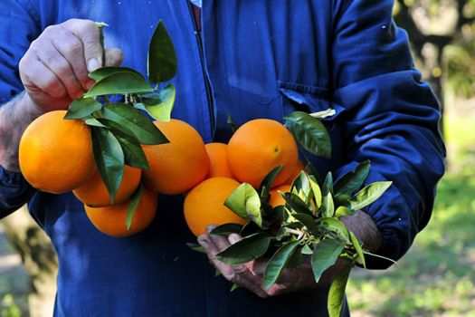 A man holds oranges fresh-picked from the tree