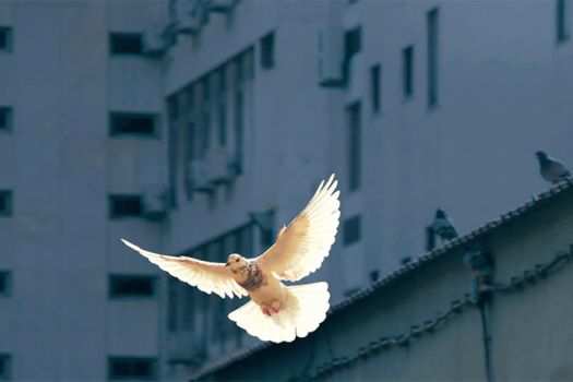 A dove flying among buildings