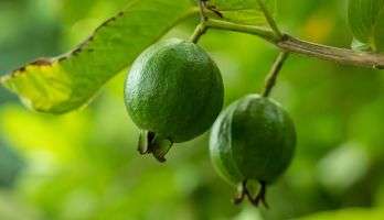 Guava fruit hanging on a tree
