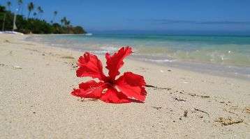 A flower lies on an open beach in Fiji