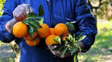 A man holds oranges fresh-picked from the tree