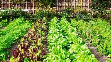 Vegetable garden