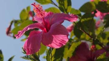 Pink hibiscus flower