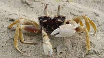 Land crab in Fiji