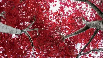 Red leaves on trees