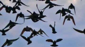Flock of birds in flight