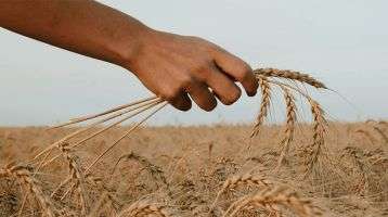 hand checking a wheat field