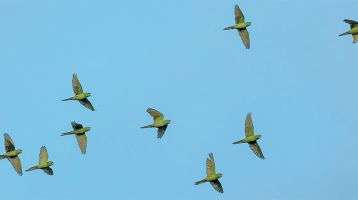 Displaced birds in flight across a blue sky
