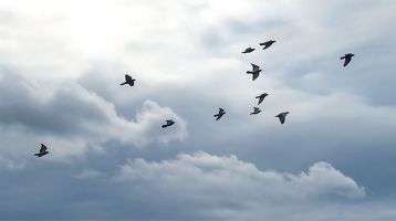 flock of birds flying in a cloudy sky