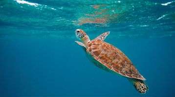 Sea turtle swimming 