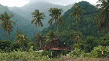 A building in the Fijian wilderness surrounded by palm trees.