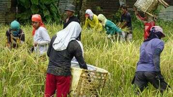 People harvesting rice in Bohol, Philippines