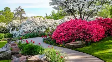 Curved path through banks of Azeleas and under dogwood trees with tulips under a blue sky