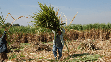 Workers in a sugar cane field
