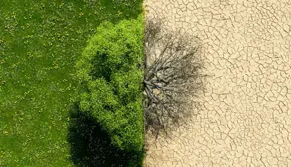 A tree in a field split in half between alive and dead