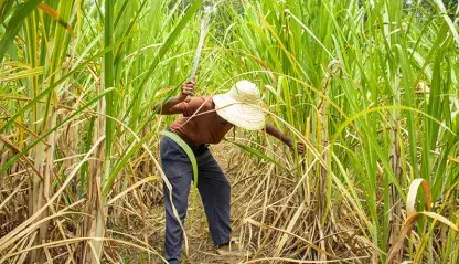 A woman cutting sugarcane