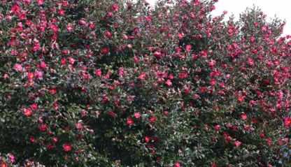 Camellias in Jeju are famous for their beauty.