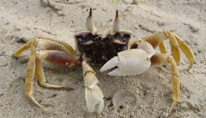 Land crab in Fiji