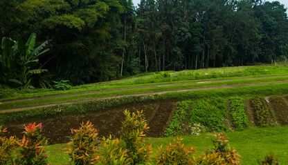 Organic farm land in the Philippines