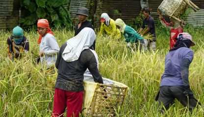 People harvesting rice in Bohol, Philippines
