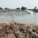 River Indus is far distance – crops destroyed