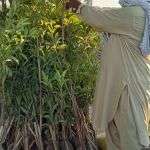 100 Chico seedlings are distributed for planting in the village