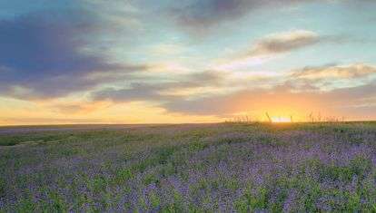 Sunrise on a field of wildflowers