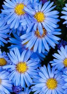 Aster flowers
