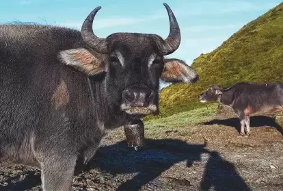 Big water buffalo in the road looks at the photographer