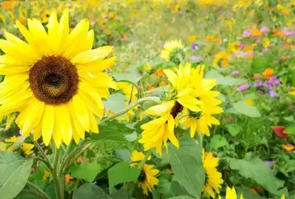 Sunflowers in a field of wildflowers